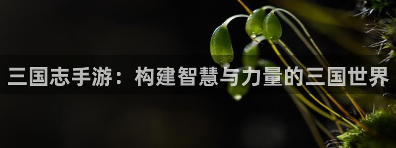 28大神吧怎么进不去了：三国志手游：构建智慧与力量的三国世界