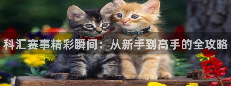 玩球直播免费直播：科汇赛事精彩瞬间：从新手到高手的全攻略