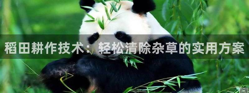 玩球直播app：稻田耕作技术：轻松清除杂草的实用方案